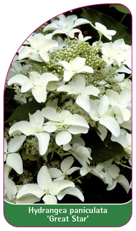 Hydrangea paniculata 'Great Star'