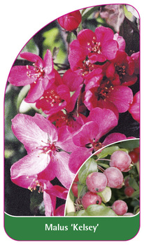 Malus 'Kelsey'