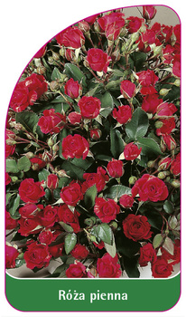 Róza pienna Nr. 39
