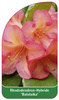 Rhododendron-Hybride 'Balalaika'