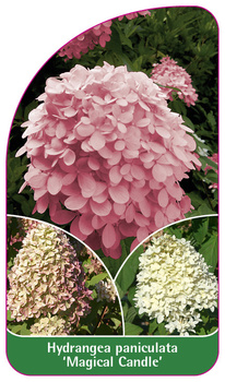 Hydrangea paniculata 'Magical Candle'
