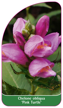 Chelone obliqua 'Pink Turtle'