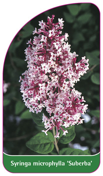 Syringa microphylla 'Superba'