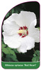 Hibiscus syriacus 'Inimă roșie'