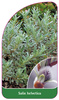 Salix helvetica