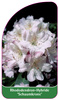 Rhododendron-Hybride 'Schaumkrone'