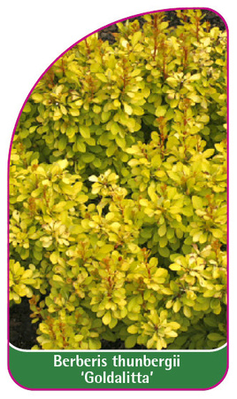 Berberis thunbergii 'Goldalitta'