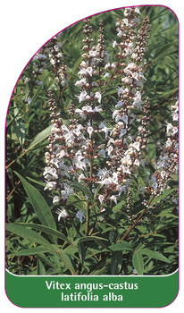 Vitex angus-castus latifolia alba