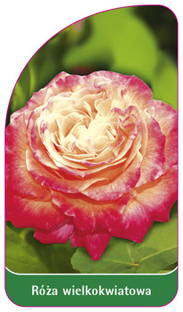 Róza wielkokwiatowa Nr. 242