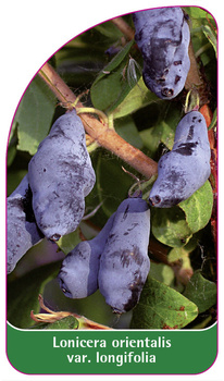 Lonicera orientalis var. longifolia