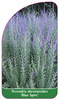 Perovskia abrotanoides 'Blue Spire'