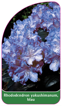 Rhododendron yakushimanum, blau