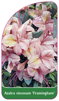 Azalea viscosum 'Framingham