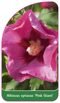 Hibiscus syriacus 'Pink Giant'