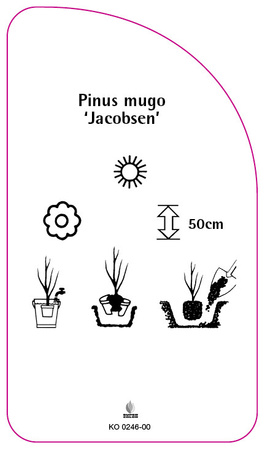 Picea mugo 'Jacobsen'