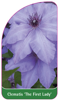 Clematis 'The First Lady'