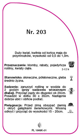 Trandafir cu flori mari Nr. 203