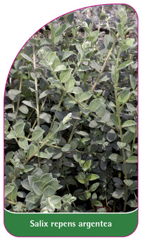 Salix repens argentea