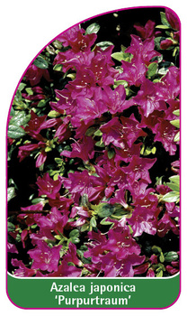 Azalea japonica 'Purpurtraum'