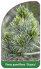 Pinus parviflora 'Glauca'