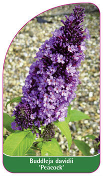 Buddleja davidii 'Peacock'