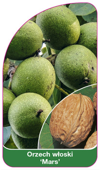Ořech 'Mars'