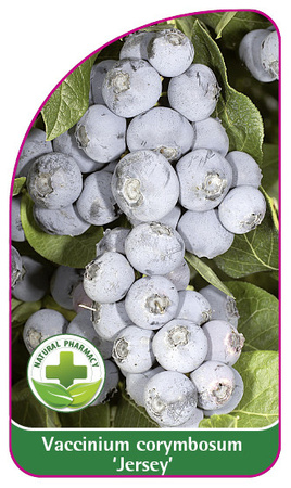 Vaccinium corymbosum 'Jersey'