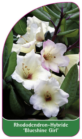 Rhododendron-Hybride 'Blueshine Girl'