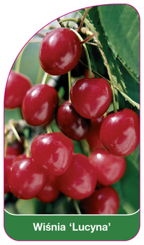Wiśnia 'Lucyna'