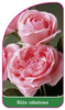 Discount rose Nr. 101 B