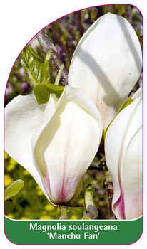Magnolia soulangeana 'Manchu Fan'