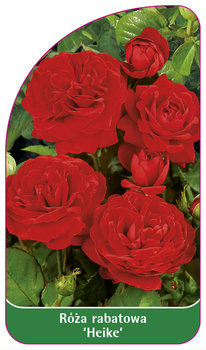Róza rabatowa 'Heike'
