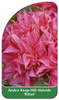 Azalea Knap-Hill-Hybride 'Kilian'
