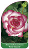 Trandafir cu flori mari `Rosa Gaujard'