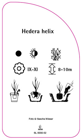 Hedera helix