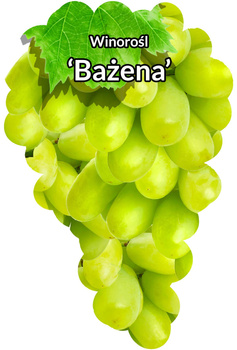 Winorośl Bażena