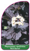 Physocarpus opulifolius 'Red Baron'