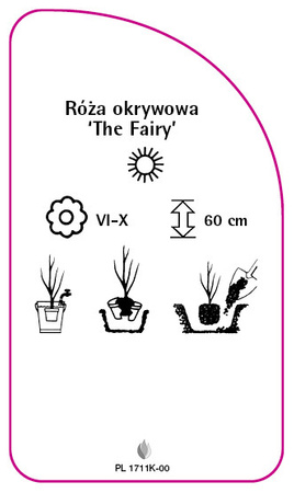 Róza okrywowa 'The Fairy'