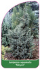 Juniperus squamata 'Meyeri'