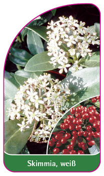 Skimmia, weiß