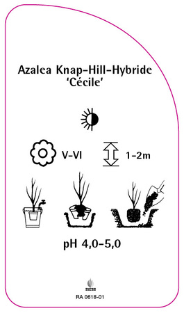 Azalea Knap-Hill-Hybride 'Cécile'