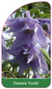 Clematis 'Cecile'