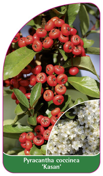 Pyracantha coccinea 'Kasan'