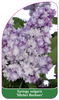 Syringa vulgaris 'Michel Buchner'