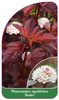 Physocarpus opulifolius "Andre