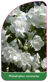 Philadelphus coronarius