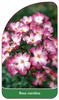 Rosa carolina