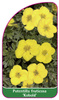 Potentilla fruticosa 'Kobold'