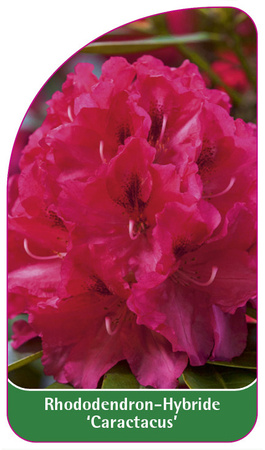 Rhododendron-Hybride 'Caractacus'
