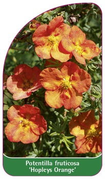 Potentilla fruticosa 'Hopleys Orange'